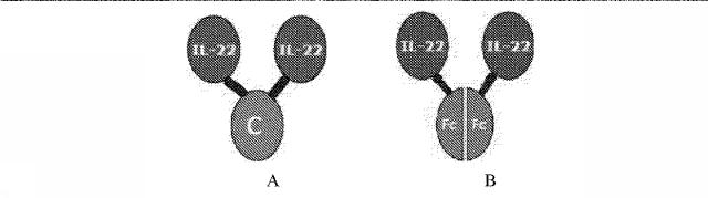 6825181-膵炎を治療するための薬剤の製造におけるＩＬ−２２二量体の使用 図000008