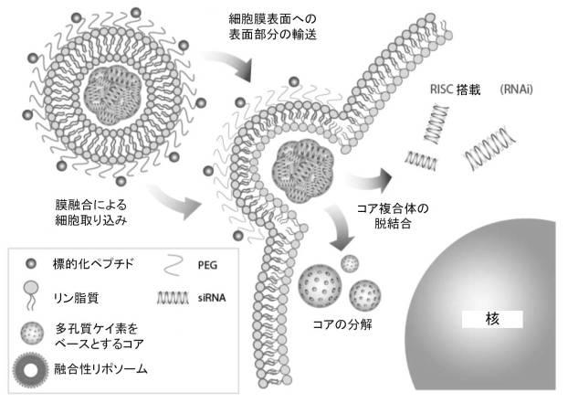 6894423-融合性リポソーム被覆多孔質ケイ素ナノ粒子 図000008