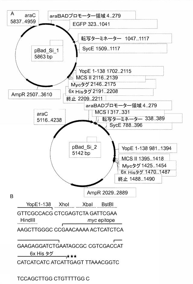 6976351-弱毒化細菌に基づくタンパク質送達 図000008