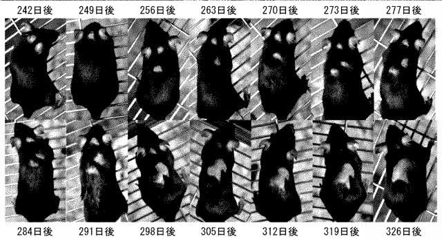 6979582-変異型蛋白質、及び該変異型蛋白質を発現し円形脱毛を発症する遺伝子改変マウス 図000008