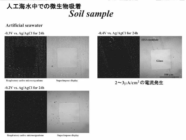 5737674-生きた微生物の固定化方法および調製方法 図000009