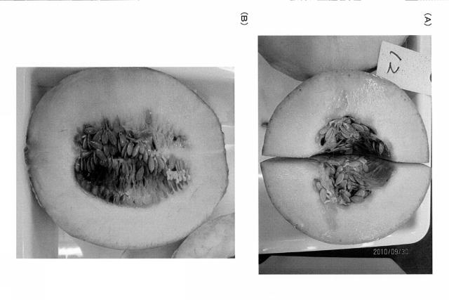 5782609-ウリ科果物のウリ臭の低減方法 図000009