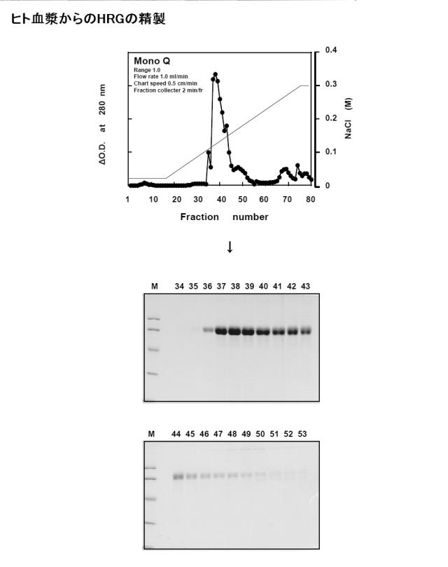 5807937-好中球活性化に起因する疾患の治療薬、治療方法及び検査方法 図000009