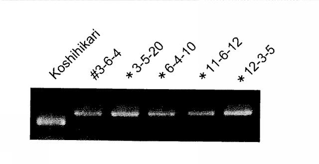 5850475-カドミウム吸収制御遺伝子、タンパク質、及びカドミウム吸収抑制イネ 図000009