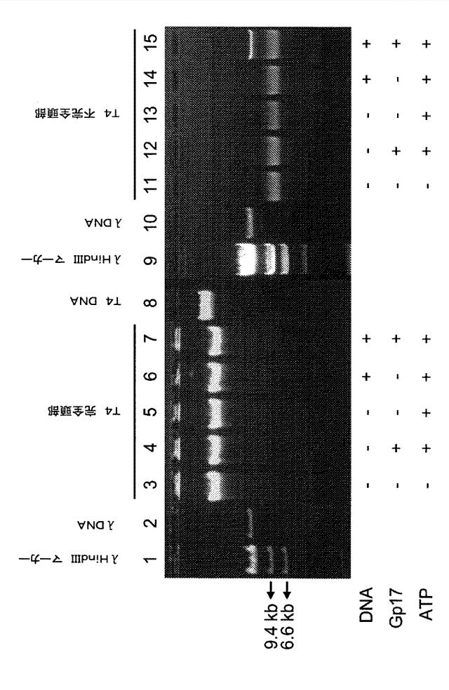 5863766-タンパク質および核酸送達媒体、その成分および機構 図000009