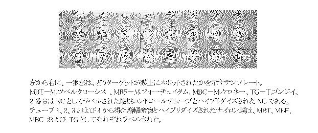 5927243-眼および中枢神経系の細菌、真菌、寄生虫およびウイルス感染の同時検出と識別のための新規な方法 図000009