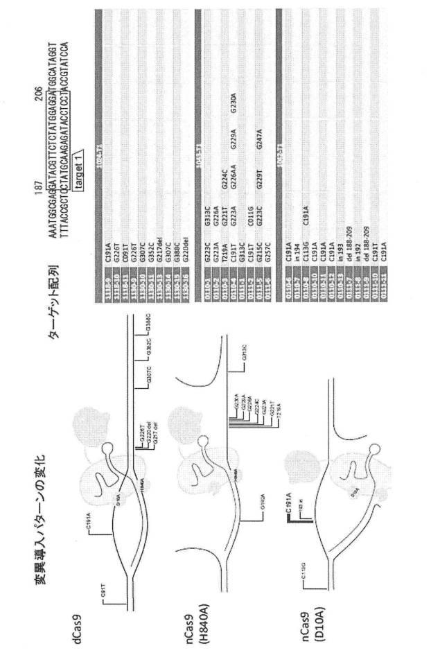 6206893-標的化したＤＮＡ配列の核酸塩基を特異的に変換するゲノム配列の改変方法及びそれに用いる分子複合体 図000009