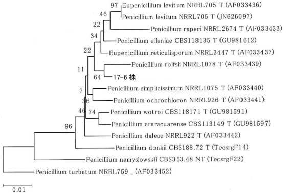 6234720-アスファルト分解能力を有する新規微生物 図000009