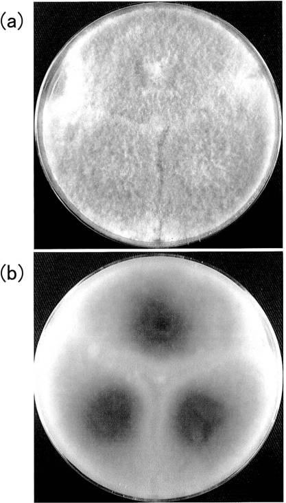 6234721-アスファルテン分解能力を有する新規微生物 図000009