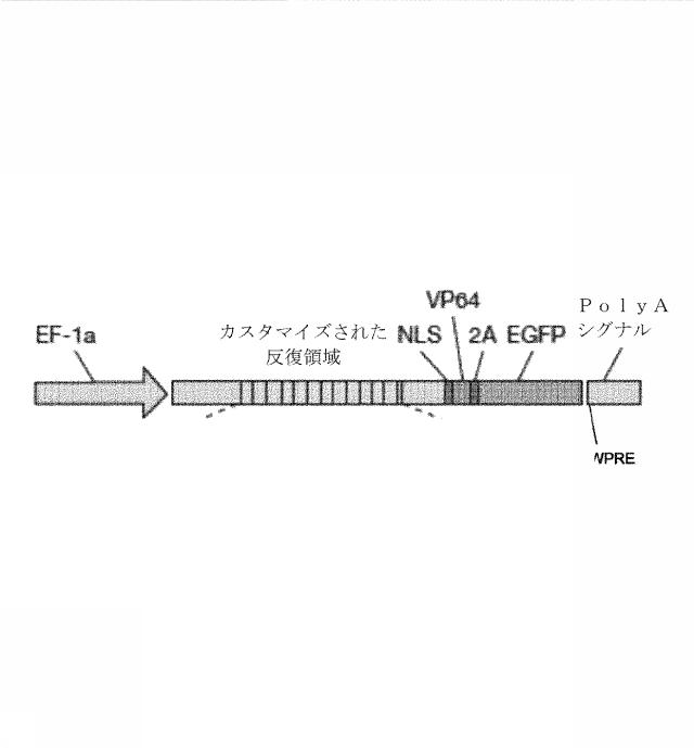 6259766-フラタキシンレベルを増加させる方法および生成物ならびにその使用 図000009