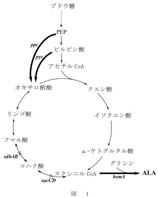 6341936-５−アミノレブリン酸の高生産株及びその製造方法と使用 図000009