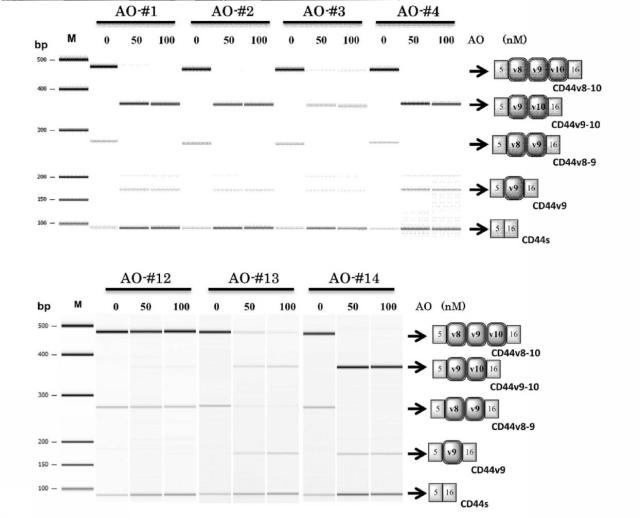 6536911-ＣＤ４４遺伝子のバリアントエクソンのスキッピングを誘導し、正常型ＣＤ４４ｍＲＮＡの発現を増加させる核酸医薬 図000009