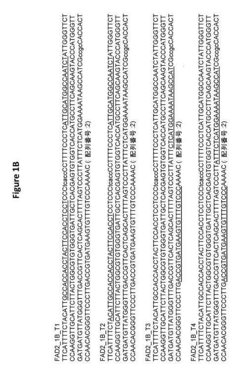 6591898-ＦＡＤ２−１Ａ／１Ｂ遺伝子の標的化ノックアウトを介した、大豆油組成物の改変 図000009