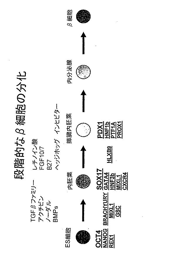 6595041-ＰＤＸ１発現背側及び腹側前腸内胚葉 図000009