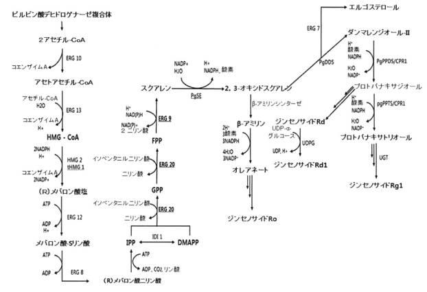 6737822-酵母の細胞小器官（ｏｒｇａｎｅｌｌｅ）の改良によるジンセノサイドの生産の増大 図000009