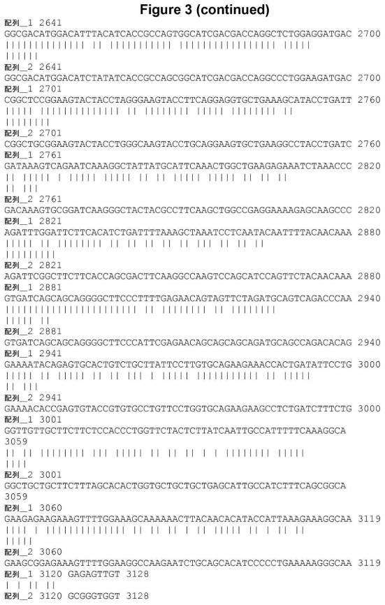 6808842-ＦＧＦ２１応答性レポーター遺伝子細胞株 図000009