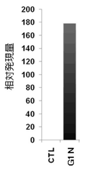 6822837-膵内分泌細胞及びその製造方法、並びに分化転換剤 図000009