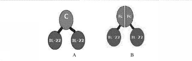 6825181-膵炎を治療するための薬剤の製造におけるＩＬ−２２二量体の使用 図000009