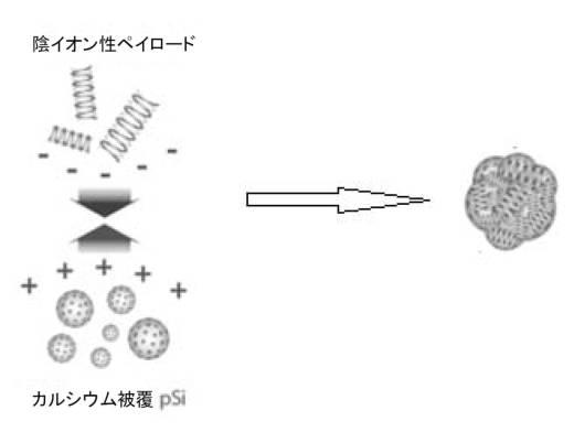 6894423-融合性リポソーム被覆多孔質ケイ素ナノ粒子 図000009