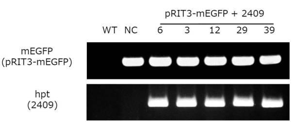 6923205-標的化したＤＮＡ配列の核酸塩基を特異的に変換する、単子葉植物のゲノム配列の変換方法、及びそれに用いる分子複合体 図000009