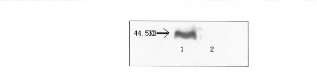 5680087-特異的結合タンパク質およびその使用 図000010