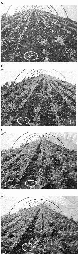 5770897-大気中の常在菌を活用し無肥料および無農薬で野菜を栽培する畑の造成方法 図000010