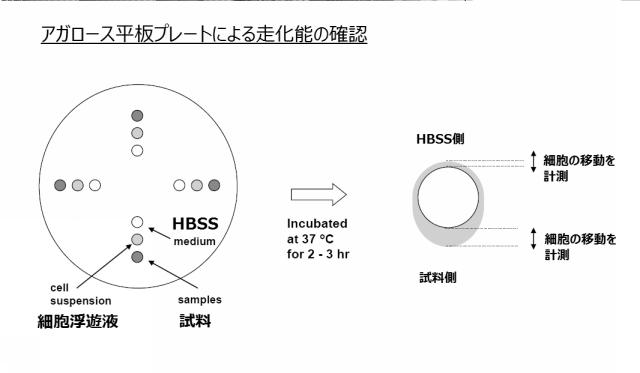 5807937-好中球活性化に起因する疾患の治療薬、治療方法及び検査方法 図000010