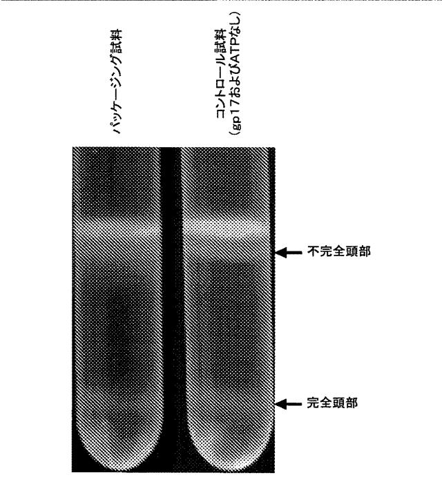 5863766-タンパク質および核酸送達媒体、その成分および機構 図000010