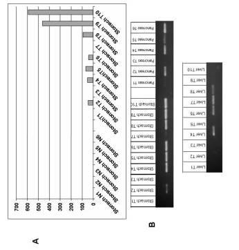 5922159-腫瘍診断と治療のための表面関連抗原の同定 図000010