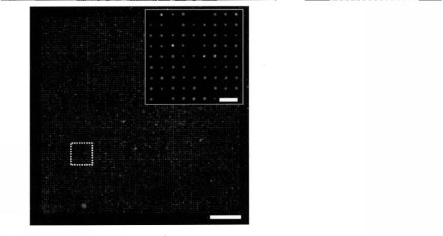 5928937-細胞解析装置及び細胞解析方法 図000010