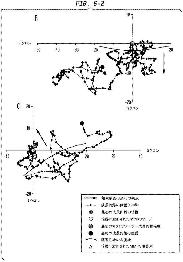 5933623-ニューロンの軸索退縮を予防するための幹細胞の使用 図000010