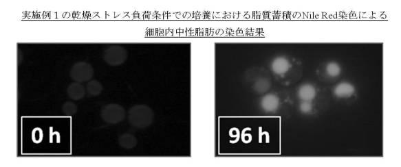 5943361-トリアシルグリセロールの製造方法 図000010