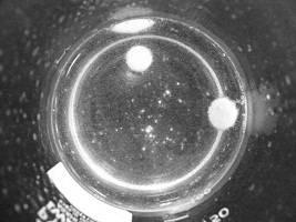 6045237-錠剤型の増粘化剤 図000010