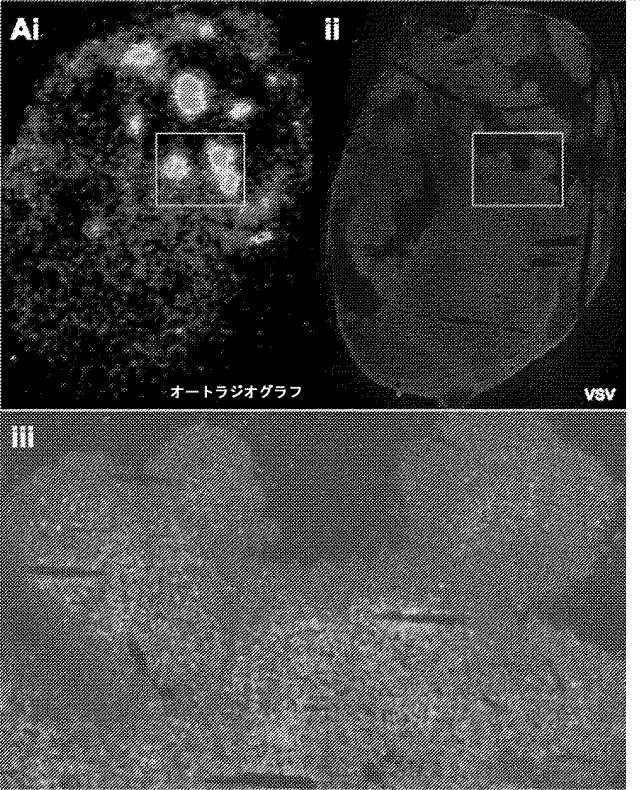 6205012-水疱性口内炎ウイルス 図000010