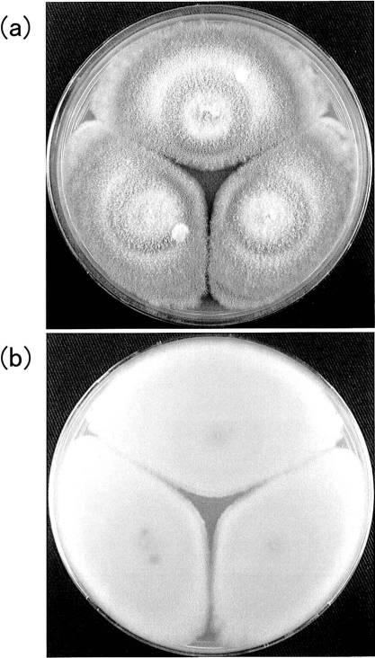 6234720-アスファルト分解能力を有する新規微生物 図000010