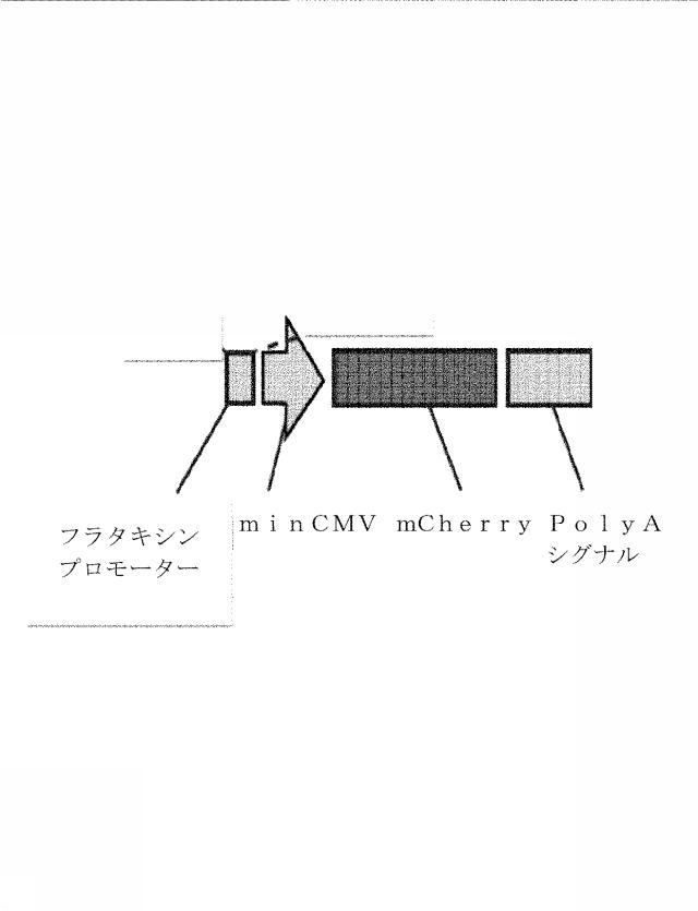 6259766-フラタキシンレベルを増加させる方法および生成物ならびにその使用 図000010