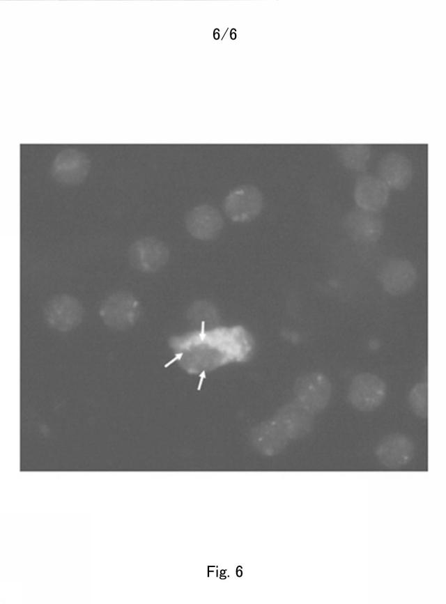 6310540-母体血液中の胎児細胞の濃縮及び同定及びこれに使用するリガンド 図000010