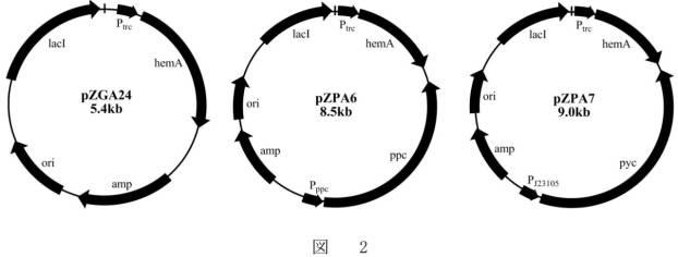 6341936-５−アミノレブリン酸の高生産株及びその製造方法と使用 図000010