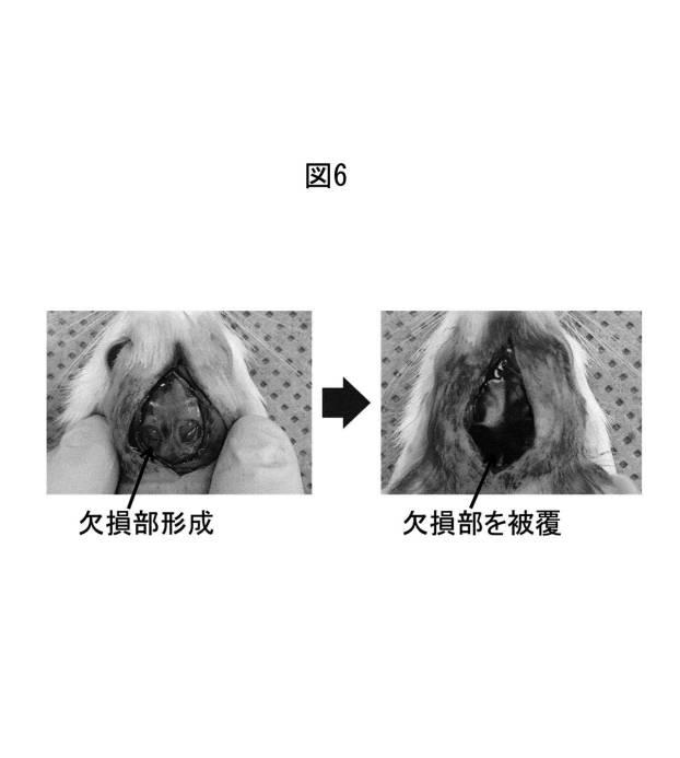 6358605-骨髄類似構造を利用した細胞培養法、及び骨損傷部位の治療のためのポリイミド多孔質膜 図000010