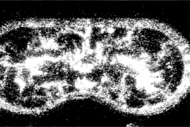 6362280-気泡数密度計測装置 図000010