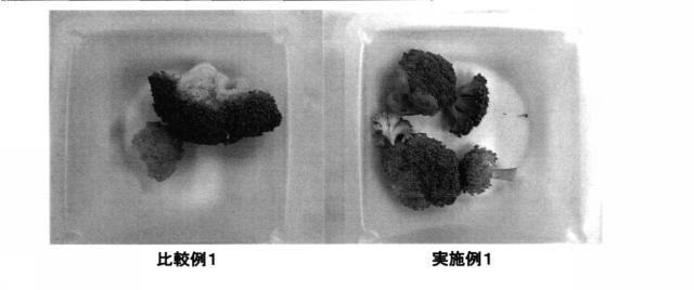 6377764-スルフォラファン含有量が増大されたブロッコリを生成する方法及びこの方法で生成したブロッコリの利用方法 図000010