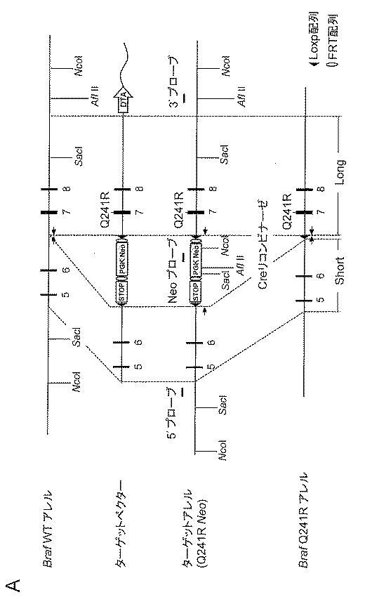 6429306-ＣＦＣ症候群モデルマウスの作製とその治療法の確立 図000010