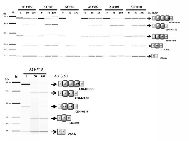 6536911-ＣＤ４４遺伝子のバリアントエクソンのスキッピングを誘導し、正常型ＣＤ４４ｍＲＮＡの発現を増加させる核酸医薬 図000010