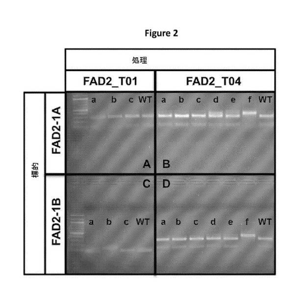 6591898-ＦＡＤ２−１Ａ／１Ｂ遺伝子の標的化ノックアウトを介した、大豆油組成物の改変 図000010