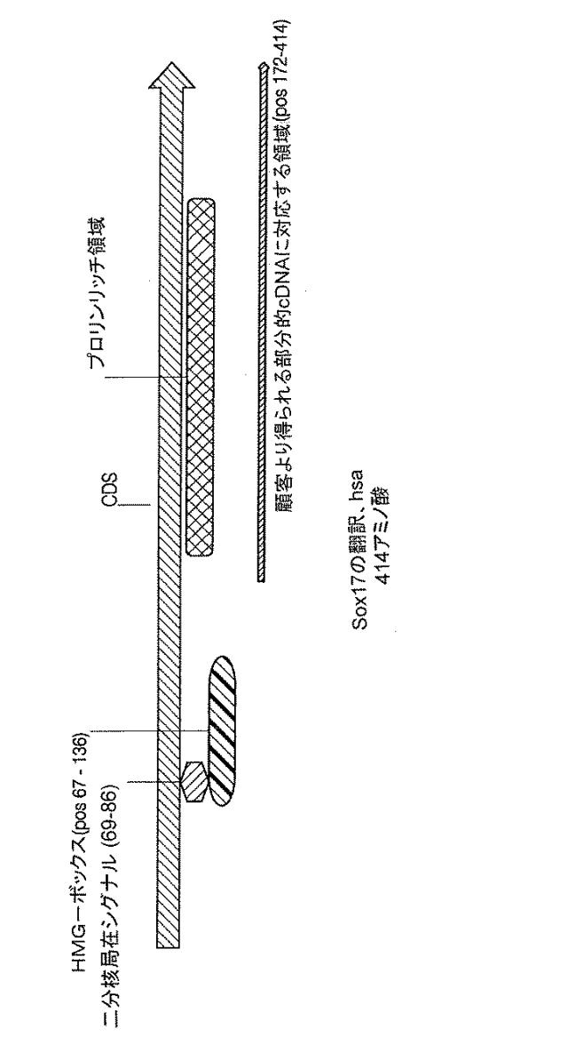 6595041-ＰＤＸ１発現背側及び腹側前腸内胚葉 図000010