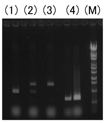 6611305-除去標的ＤＮＡの除去方法、ＤＮＡカセット、及び発現ベクター 図000010