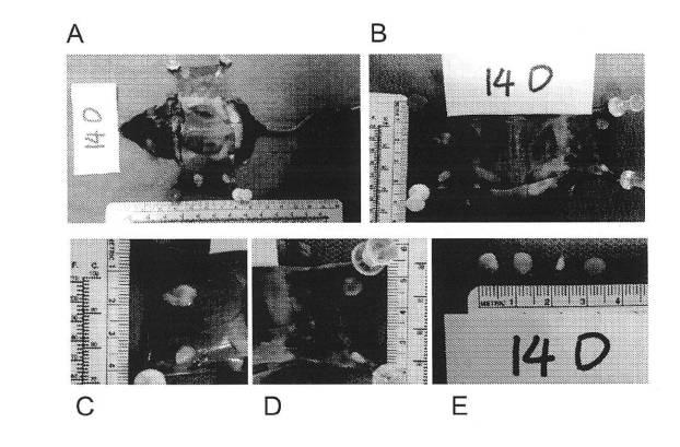 6618898-組織再生のための組織スキャフォールド材料および作製方法 図000010