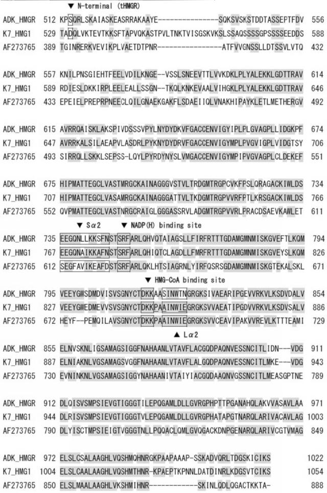 6626819-変異酵素及び前記変異酵素を用いたテルペノイドの製造方法 図000010