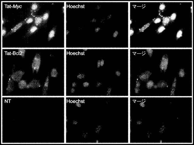 6647334-成体幹細胞のインビトロでの増殖 図000010