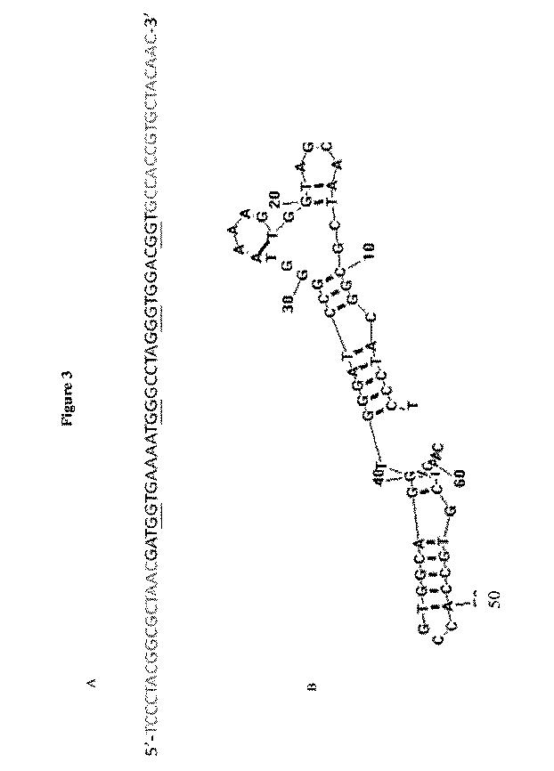 6702938-アンタゴニストＩＣ  ＣＴＬＡ−４アプタマー及びその免疫活性増強への応用 図000010